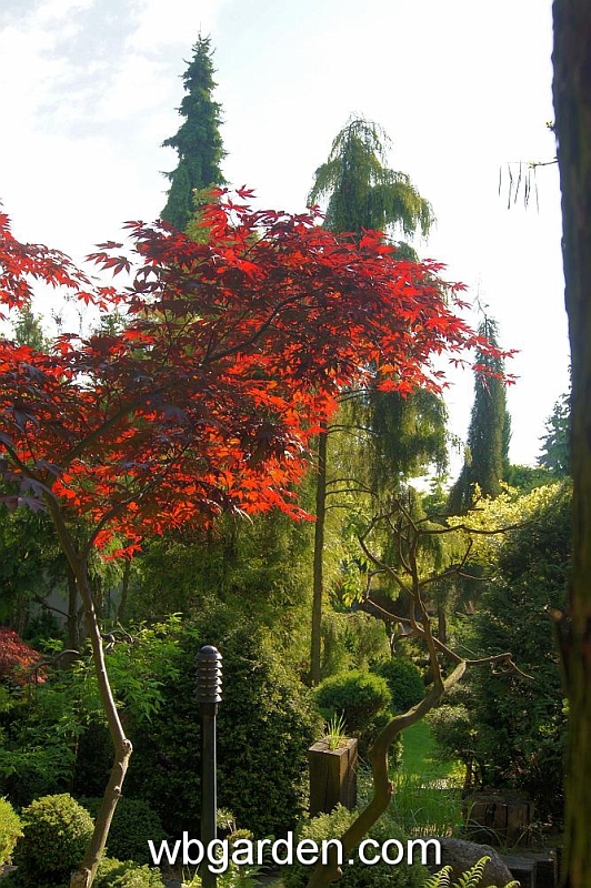 wbgarden spring 8.JPG